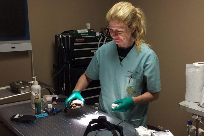 Dr. Sue Carstairs, pictured performing surgery on an injured turtle in 2019, has been executive and medical director of the Ontario Turtle Conservation Centre since 2009. She was named to the Order of Ontario in 2020. (Photo: Ontario Turtle Conservation Centre)