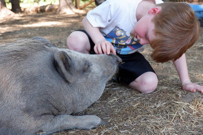 Located in the Township of Havelock-Belmont-Methuen, The Pearly Acre is a not-for-profit sanctuary offering an interactive destination for families seeking fun and education. The Pearly Acre hosts tours where visitors can learn all about the pot-bellied pigs and other animals on the farm where, to make a meaningful impact, visitors can sponsor a pig or order a custom painted pet portrait where all proceeds support the sanctuary. (Photo courtesy of The Pearly Acre)
