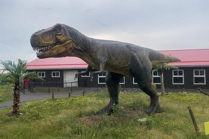 Located in the Township of Asphodel-Norwood, Canada's Dinosaur Park was established in 1999 as a sanctuary for hundreds of reptiles, including alligators, crocodiles, turtles, and more. To help raise proceeds to care for the reptiles, the park offers families the opportunity to see life-sized replicated animatronic dinosaurs as well as immersive educational experiences such as digging for real dinosaur fossils in the boneyard. (Photo courtesy of Canada's Dinosaur Park)