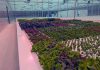 Wholly owned by Curve Lake First Nation, the Shki Maajitaawin Gitigaanan aquaponics facility combines aquaculture and hydroponics to grow lettuce, spinach, spring mix, and other produce as well as tilapia, a freshwater fish native to Africa. In addition to supporting food sovereignty for members of the Indigenous community, the facility has partnered with local grocery stores and Graze & Gather to sell its products, and is interested in joining the Kawartha Local Food Wholesale Program to increase wholesale distribution. (Photo courtesy of SMG Aquaponics Corp)