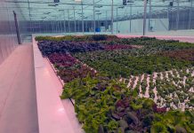 Wholly owned by Curve Lake First Nation, the Shki Maajitaawin Gitigaanan aquaponics facility combines aquaculture and hydroponics to grow lettuce, spinach, spring mix, and other produce as well as tilapia, a freshwater fish native to Africa. In addition to supporting food sovereignty for members of the Indigenous community, the facility has partnered with local grocery stores and Graze & Gather to sell its products, and is interested in joining the Kawartha Local Food Wholesale Program to increase wholesale distribution. (Photo courtesy of SMG Aquaponics Corp)