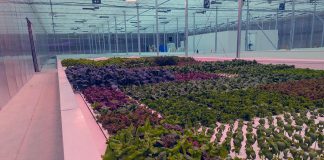 Wholly owned by Curve Lake First Nation, the Shki Maajitaawin Gitigaanan aquaponics facility combines aquaculture and hydroponics to grow lettuce, spinach, spring mix, and other produce as well as tilapia, a freshwater fish native to Africa. In addition to supporting food sovereignty for members of the Indigenous community, the facility has partnered with local grocery stores and Graze & Gather to sell its products, and is interested in joining the Kawartha Local Food Wholesale Program to increase wholesale distribution. (Photo courtesy of SMG Aquaponics Corp)