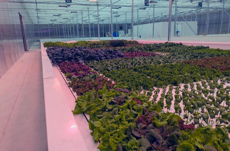 The Local Advantage with Peterborough County: Curve Lake First Nation grows food sovereignty through year-round aquaponics facility Wholly owned by Curve Lake First Nation, the Shki Maajitaawin Gitigaanan aquaponics facility combines aquaculture and hydroponics to grow lettuce, spinach, spring mix, and other produce as well as tilapia, a freshwater fish native to Africa. In addition to supporting food sovereignty for members of the Indigenous community, the facility has partnered with local grocery stores and Graze & Gather to sell its products, and is interested in joining the Kawartha Local Food Wholesale Program to increase wholesale distribution. (Photo courtesy of SMG Aquaponics Corp)