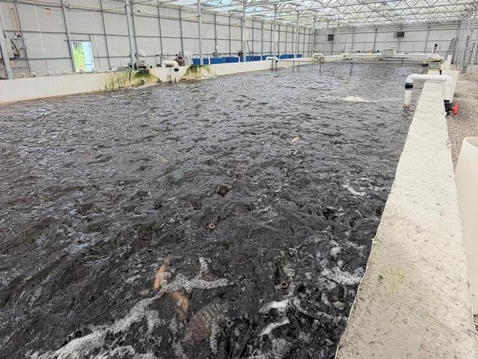 As well as growing produce through hydroponics, the Shki Maajitaawin Gitigaanan aquaponics facility at Curve Lake First Nation is farming tilapia, a freshwater fish native to Africa with mild-flavoured, white, and moist flesh that is an excellent source of protein, Vitamin B-12, and niacin. Shki Maajitaawin Gitigaanan has already begun forming partnerships with large wholesale fish markets as far at the GTA. (Photo courtesy of SMG Aquaponics Corp)
