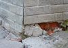 Rodenticides are not only dangerous to wildlife and pets, but cause prolonged suffering to rodents and do not prevent future infestations, requiring the use of even more rodenticides. Humane pest-control alternatives focus on preventative measures, such as sealing entry points to a building and removing food and garbage that may attract rodents. (Stock photo)