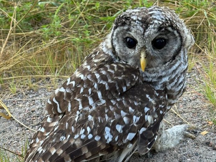 Rodent predators like raptors can ingest rodenticide when consuming their prey, which is known as secondary poisoning. This barred owl was found on the side of a road in distress in Bobcaygeon where she was secured and taken into the care of Woodlands Wildlife Sanctuary in Minden. Despite best efforts to save her, she passed away. Her body was sent for necropsy where it was found that she was hemorrhaging internally and that three different rodenticides were present in her body. (Photo courtesy of Woodlands Wildlife Sanctuary)