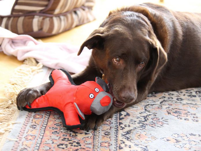 Rodenticides can be ingested by both wildlife and pets, most commonly by consuming a poisoned rodent. Coco was a rescue dog who sadly passed away from rodenticide exposure. (Photo: Janice Freund)