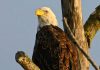 Predators can ingest rodenticides through their prey, which is known as secondary poisoning. A recent study found that traceable levels of at least one rodenticide were present in 82 per cent of bald eagles tested. This gives concern that bald eagle populations are currently at risk of decline. (Photo: Jade Vincentini)