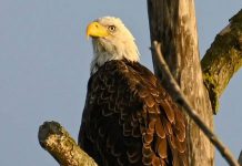 Predators can ingest rodenticides through their prey, which is known as secondary poisoning. A recent study found that traceable levels of at least one rodenticide were present in 82 per cent of bald eagles tested. This gives concern that bald eagle populations are currently at risk of decline. (Photo: Jade Vincentini)