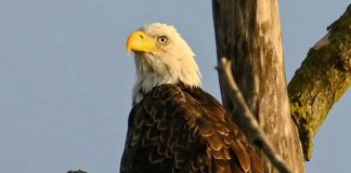 Predators can ingest rodenticides through their prey, which is known as secondary poisoning. A recent study found that traceable levels of at least one rodenticide were present in 82 per cent of bald eagles tested. This gives concern that bald eagle populations are currently at risk of decline. (Photo: Jade Vincentini)