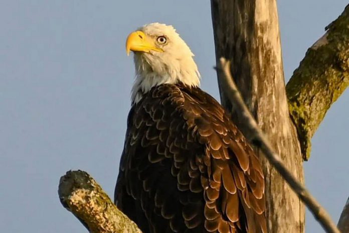 Predators can ingest rodenticides through their prey, which is known as secondary poisoning. A recent study found that traceable levels of at least one rodenticide were present in 82 per cent of bald eagles tested. This gives concern that bald eagle populations are currently at risk of decline. (Photo: Jade Vincentini)
