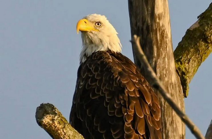 Effective and humane rodent control starts with prevention, not poison Predators can ingest rodenticides through their prey, which is known as secondary poisoning. A recent study found that traceable levels of at least one rodenticide were present in 82 per cent of bald eagles tested. This gives concern that bald eagle populations are currently at risk of decline. (Photo: Jade Vincentini)