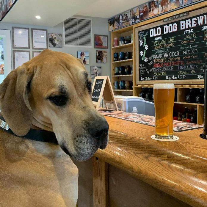 Bruce is one of the furry, four-legged regulars you'll find at Old Dog Brewing Company, a dog-friendly brewery in Bobcaygeon founded by Scott Nichol. Based on the idea of an "old dog learning new tricks," the brewery serves up the popular Yellow Lab Lager and Chihuahua Mexican Light Lager, as well as other innovative and flavourful brews. (Photo courtesy of Old Dog Brewing Company)