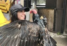 ‘Keep calm and carrion’: a new festival in Port Hope aims to change perception of turkey vultures Wildlife educator and conservationist Caolaidhe Keelor is living her dream as the "public relations representative" for her favourite species, the turkey vulture. On September 27, 2026, she will be hosting what may be Canada's first-ever Turkey Vulture Festival at Rotary Park in Port Hope. With the goal of changing the misconceptions people have about the raptor, the afternoon will include music by Greg Keelor of Blue Rodeo and other musical guests, wildlife interactions, educational opportunities, a scavenger hunt with local businesses, and more. (Photo courtesy of Caolaidhe Keelor)