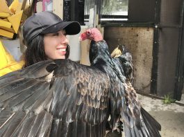 Wildlife educator and conservationist Caolaidhe Keelor is living her dream as the "public relations representative" for her favourite species, the turkey vulture. On September 27, 2026, she will be hosting what may be Canada's first-ever Turkey Vulture Festival at Rotary Park in Port Hope. With the goal of changing the misconceptions people have about the raptor, the afternoon will include music by Greg Keelor of Blue Rodeo and other musical guests, wildlife interactions, educational opportunities, a scavenger hunt with local businesses, and more. (Photo courtesy of Caolaidhe Keelor)