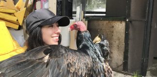 ‘Keep calm and carrion’: a new festival in Port Hope aims to change perception of turkey vultures Wildlife educator and conservationist Caolaidhe Keelor is living her dream as the "public relations representative" for her favourite species, the turkey vulture. On September 27, 2026, she will be hosting what may be Canada's first-ever Turkey Vulture Festival at Rotary Park in Port Hope. With the goal of changing the misconceptions people have about the raptor, the afternoon will include music by Greg Keelor of Blue Rodeo and other musical guests, wildlife interactions, educational opportunities, a scavenger hunt with local businesses, and more. (Photo courtesy of Caolaidhe Keelor)