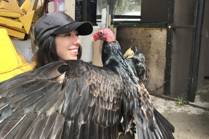 Wildlife educator and conservationist Caolaidhe Keelor is living her dream as the "public relations representative" for her favourite species, the turkey vulture. On September 27, 2026, she will be hosting what may be Canada's first-ever Turkey Vulture Festival at Rotary Park in Port Hope. With the goal of changing the misconceptions people have about the raptor, the afternoon will include music by Greg Keelor of Blue Rodeo and other musical guests, wildlife interactions, educational opportunities, a scavenger hunt with local businesses, and more. (Photo courtesy of Caolaidhe Keelor) Wildlife educator and conservationist Caolaidhe Keelor is living her dream as the "public relations representative" for her favourite species, the turkey vulture. On September 27, 2026, she will be hosting what may be Canada's first-ever Turkey Vulture Festival at Rotary Park in Port Hope. With the goal of changing the misconceptions people have about the raptor, the afternoon will include music by Greg Keelor of Blue Rodeo and other musical guests, wildlife interactions, educational opportunities, a scavenger hunt with local businesses, and more. (Photo courtesy of Caolaidhe Keelor)
