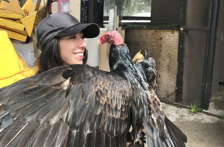 ‘Keep calm and carrion’: a new festival in Port Hope aims to change perception of turkey vultures Wildlife educator and conservationist Caolaidhe Keelor is living her dream as the "public relations representative" for her favourite species, the turkey vulture. On September 27, 2026, she will be hosting what may be Canada's first-ever Turkey Vulture Festival at Rotary Park in Port Hope. With the goal of changing the misconceptions people have about the raptor, the afternoon will include music by Greg Keelor of Blue Rodeo and other musical guests, wildlife interactions, educational opportunities, a scavenger hunt with local businesses, and more. (Photo courtesy of Caolaidhe Keelor)