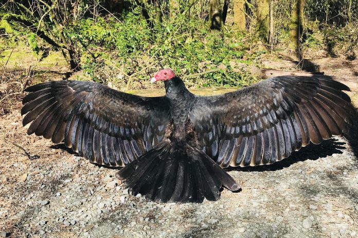 Wildlife educator and conservationist Caolaidhe Keelor hopes to use the inaugural Turkey Vulture Festival, taking place in Port Hope's Rotary Park on September 27, 2026, to correct some misconceptions people have of the raptor, including the "ominous" horaltic pose when they spread their wings. Though people might consider the stance to be threatening, it's actually the vulture's way of warming up its feathers while getting rid of bacteria picked up while feeding on carrion. (Photo courtesy of Caolaidhe Keelor)