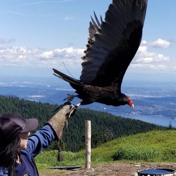 A content creator, conservationist, and wildlife educator, Caolaidhe Keelor is trained in falconry and has previously led raptor demonstrations and used raptors to remove ducks and geese from airport runways. She aims to change the public perception of turkey vultures by organizing the Turkey Vulture Festival at Rotary Park in Port Hope on September 27, 2026. (Photo courtesy of Caolaidhe Keelor)