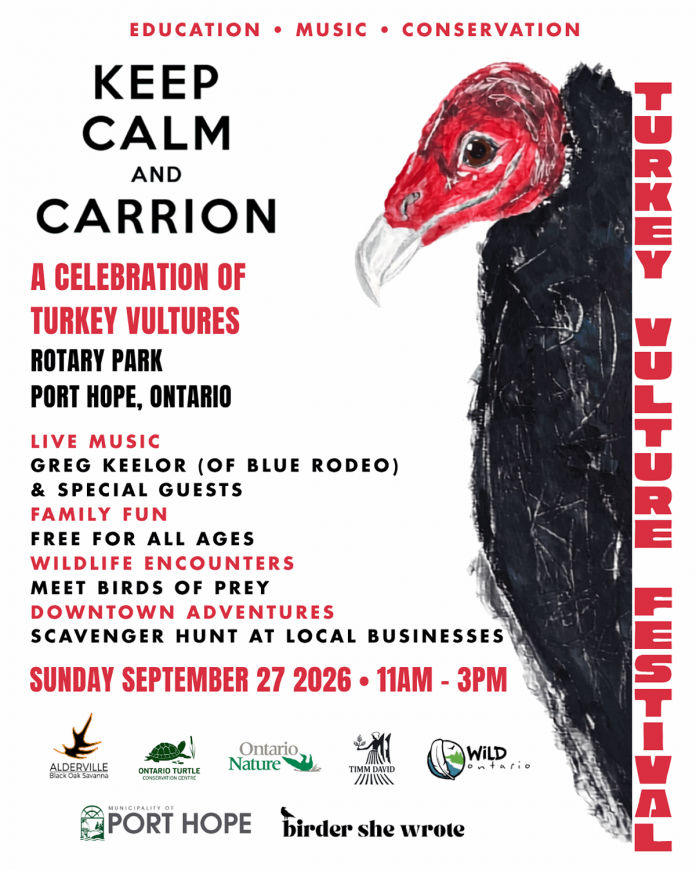 The inaugural Turkey Vulture Festival at Rotary Park in Port Hope on September 27, 2026 is billed as "a celebration of turkey vultures" that aims to change public perception of the much-maligned raptors by educating people on the important role the birds play in maintaining the health of the ecosystem. The event coincides with Port HOpe's annual salmon run, when turkey vultures feed on dead fish as they prepare for the annual migration down south. (Image courtesy of Caolaidhe Keelor)