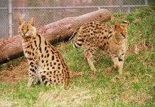 Ali the serval cat, pictured with Friday at the Riverview Park and Zoo in Peterborough in 2013, has passed away. She arrived at the zoo in 2010, joining Friday and the zoo's other female serval, Kabala, who have also since also passed away. (Photo: Riverview Park and Zoo)