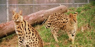 Ali the serval cat, pictured with Friday at the Riverview Park and Zoo in Peterborough in 2013, has passed away. She arrived at the zoo in 2010, joining Friday and the zoo's other female serval, Kabala, who have also since also passed away. (Photo: Riverview Park and Zoo)