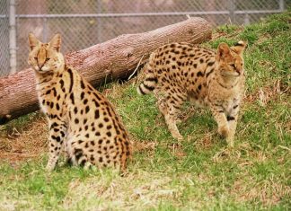Ali the serval cat, pictured with Friday at the Riverview Park and Zoo in Peterborough in 2013, has passed away. She arrived at the zoo in 2010, joining Friday and the zoo's other female serval, Kabala, who have also since also passed away. (Photo: Riverview Park and Zoo)