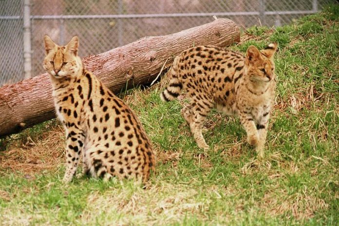 Ali the serval cat, pictured with Friday at the Riverview Park and Zoo in Peterborough in 2013, has passed away. She arrived at the zoo in 2010, joining Friday and the zoo's other female serval, Kabala, who have also since also passed away. (Photo: Riverview Park and Zoo)