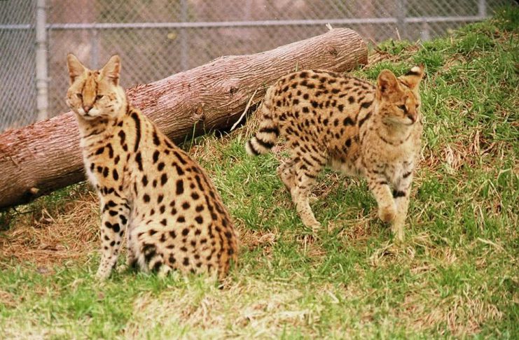 Ali the serval cat, pictured with Friday at the Riverview Park and Zoo in Peterborough in 2013, has passed away. She arrived at the zoo in 2010, joining Friday and the zoo's other female serval, Kabala, who have also since also passed away. (Photo: Riverview Park and Zoo)