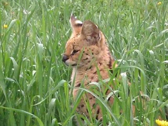 Ali the serval cat at the Riverview Park and Zoo in Peterborough circa 2017. (Photo: Riverview Park and Zoo)
