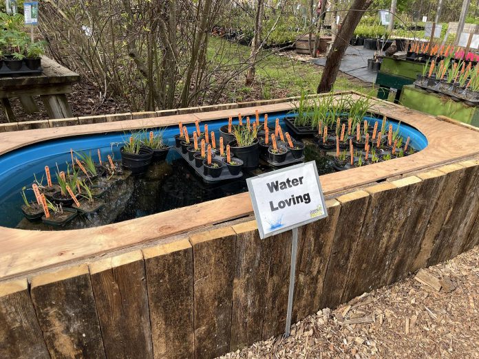 Trent University teacher candidates designed and built this pool surround for aquatic plants at GreenUP Ecology Park Native Plant Nursery as part of their 2026 learning garden placement at Ecology Park. (Photo: Yvonne Hollandy / GreenUP)