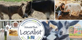 Kawartha Localist: Amazing animal experiences await across the Kawarthas This edition of kawarthaNOW's "Kawartha Localist" editorial series features our favourite animal experiences in the Kawarthas, including in Haliburton County, Douro-Dummer, Port Hope, North Kawartha, Asphodel-Norwood, Roseneath, and Havelock-Belmont-Methuen. Kawartha Localist is sponsored by Kawartha Financial Services. (kawarthaNOW collage)