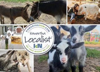 Kawartha Localist: Amazing animal experiences await across the Kawarthas This edition of kawarthaNOW's "Kawartha Localist" editorial series features our favourite animal experiences in the Kawarthas, including in Haliburton County, Douro-Dummer, Port Hope, North Kawartha, Asphodel-Norwood, Roseneath, and Havelock-Belmont-Methuen. Kawartha Localist is sponsored by Kawartha Financial Services. (kawarthaNOW collage)