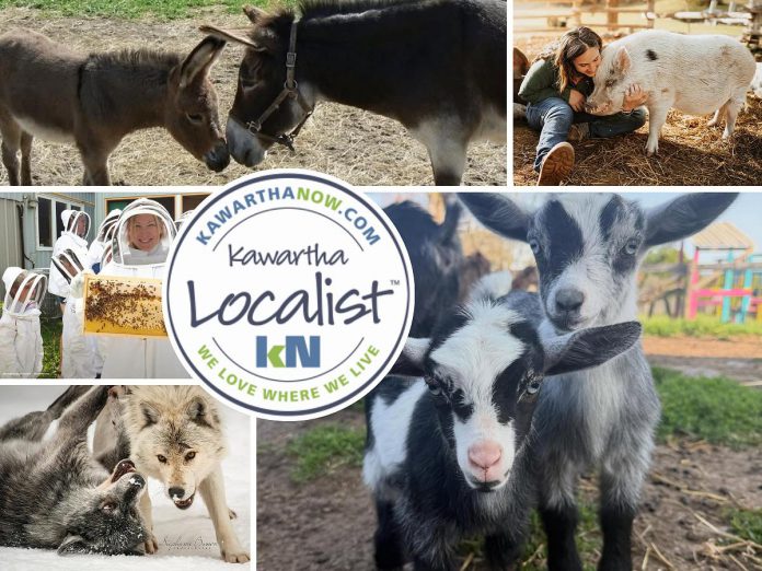 This edition of kawarthaNOW's "Kawartha Localist" editorial series features our favourite animal experiences in the Kawarthas, including in Haliburton County, Douro-Dummer, Port Hope, North Kawartha, Asphodel-Norwood, Roseneath, and Havelock-Belmont-Methuen. Kawartha Localist is sponsored by Kawartha Financial Services. (kawarthaNOW collage) This edition of kawarthaNOW's "Kawartha Localist" editorial series features our favourite animal experiences in the Kawarthas, including in Haliburton County, Douro-Dummer, Port Hope, North Kawartha, Asphodel-Norwood, Roseneath, and Havelock-Belmont-Methuen. Kawartha Localist is sponsored by Kawartha Financial Services. (kawarthaNOW collage)