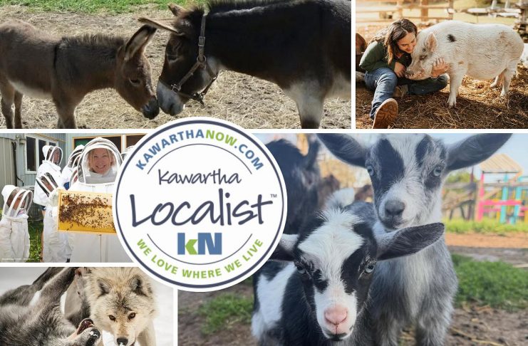 Kawartha Localist: Amazing animal experiences await across the Kawarthas This edition of kawarthaNOW's "Kawartha Localist" editorial series features our favourite animal experiences in the Kawarthas, including in Haliburton County, Douro-Dummer, Port Hope, North Kawartha, Asphodel-Norwood, Roseneath, and Havelock-Belmont-Methuen. Kawartha Localist is sponsored by Kawartha Financial Services. (kawarthaNOW collage)