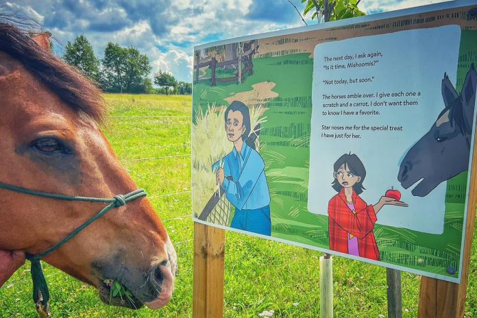 When visiting Abbey Gardens in Haliburton County, visitors can journey through the "Runs with the Stars" story walk to the paddock, which shares the story and cultural significance of the critically endangered, Indigenous-bred Ojibwe Spirit horses, two of which live on the charity's 300-acre property. There are also heritage ducks and chickens on site that visitors can interact with and feed. (Photo courtesy of Abbey Gardens)