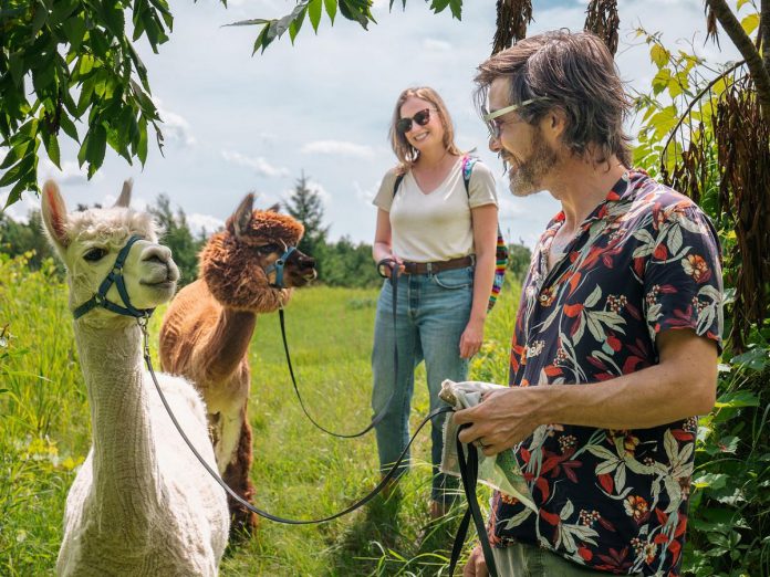 At Wanderlight Alpaca Experience in Douro-Dummer, you can enjoy year-round alpaca experiences on the farm's rolling hills. You'll be introduced to all 10 alpacas before having the chance to interact with them, learn about them, and feed them on a one-hour walk or solve an escape maze to find them. Founder Katie Maitland is developing more on-site experiences including a coffee club, a winter fireside event, and an alpaca portrait series. (Photo courtesy of Wanderlight Alpaca Experience)