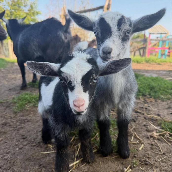 When there are baby goats on the farm, one of Haute Goat's most popular experiences is the Baby Goat Jam, where visitors can socialize the goats by cuddling and snuggling with them. Other experiences on the Port Hope farm include goat yoga, "shmurgles," and special events like the annual Goatchella. (Photo courtesy of Haut Goat)
