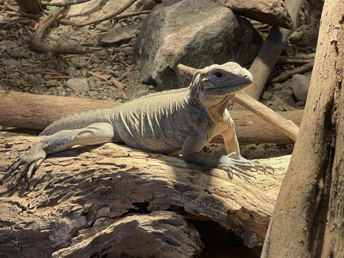 Canada's Dinosaur Park in Asphodel-Norwood is home to a reptile sanctuary with more than 200 reptiles, including snakes, turtles, alligators, crocodiles, and the rhino iguana pictured here. At the facility, you can learn about the reptiles while watching them in their enclosures before taking a tour of the park's replica animatronic dinosaurs. (Photo courtesy of Canada's Dinosaur Park)