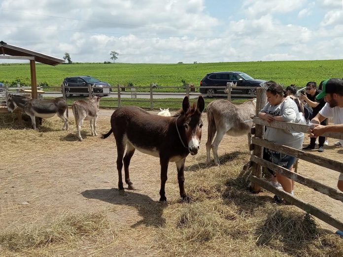 At PrimRose Donkey Sanctuary in Roseneath, visitors can drop in to pet and interact with the rescued donkeys, mules, and hinnies on Thursday and Sunday afternoons. Guests can also book a one-hour private tour on Thursday and Sunday morning to get a behind-the-scenes look at life on the farm and hear stories from volunteers about each of the rescued residents. (Photo courtesy of PrimRose Donkey Sanctuary)