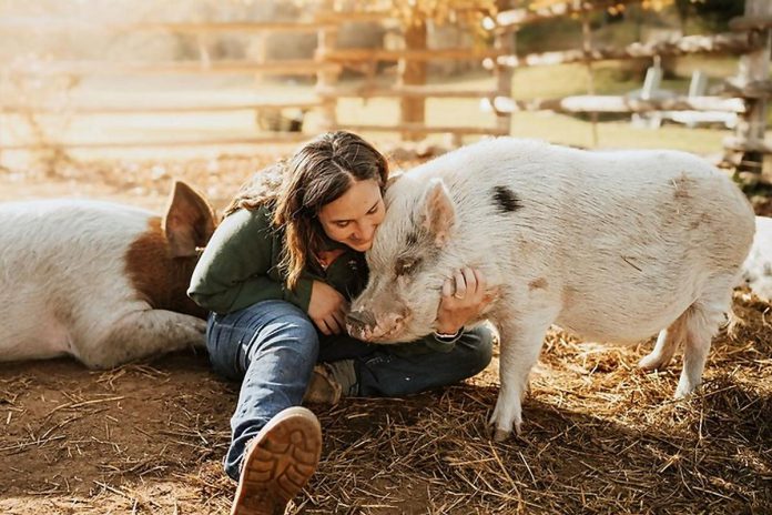 Sarah Heydon is the founder of The Pearly Acre, a not-for-profit pig sanctuary in Havelock that is currently home to 20 pigs, three alpacas, one llama, and two dogs. The sanctuary hosts farm tours inviting people to connect with and learn about the animals, with the opportunity to sponsor a pig. (Photo: Hemlock and Honey Photography)