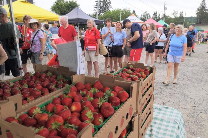 Shoppers line up for some fresh Ontario strawberries at the Haliburton County Farmers' Market, which runs in Haliburton on Tuesdays and in Minden on Saturdays. To encourage more families to drop in, the markets have begun introducing frequent events like Family Days, Culture Days, and Dog Days. (Photo courtesy of Haliburton County Farmers' Market)