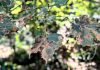 Black spots and falling leaves don’t mean your maple tree is dying Leaves of a Norway maple infected with Rhytisma acerinum, one of three related fungus species that cause tar spot disease. While the disease is unsightly, it is cosmetic and does not usually affect the long-term health of a tree. (Photo: Bruce Head / kawarthaNOW)
