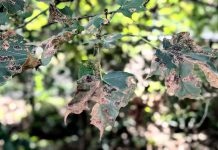 Black spots and falling leaves don’t mean your maple tree is dying Leaves of a Norway maple infected with Rhytisma acerinum, one of three related fungus species that cause tar spot disease. While the disease is unsightly, it is cosmetic and does not usually affect the long-term health of a tree. (Photo: Bruce Head / kawarthaNOW)