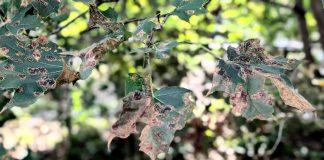 Black spots and falling leaves don’t mean your maple tree is dying Leaves of a Norway maple infected with Rhytisma acerinum, one of three related fungus species that cause tar spot disease. While the disease is unsightly, it is cosmetic and does not usually affect the long-term health of a tree. (Photo: Bruce Head / kawarthaNOW)