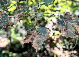 Black spots and falling leaves don’t mean your maple tree is dying Leaves of a Norway maple infected with Rhytisma acerinum, one of three related fungus species that cause tar spot disease. While the disease is unsightly, it is cosmetic and does not usually affect the long-term health of a tree. (Photo: Bruce Head / kawarthaNOW)