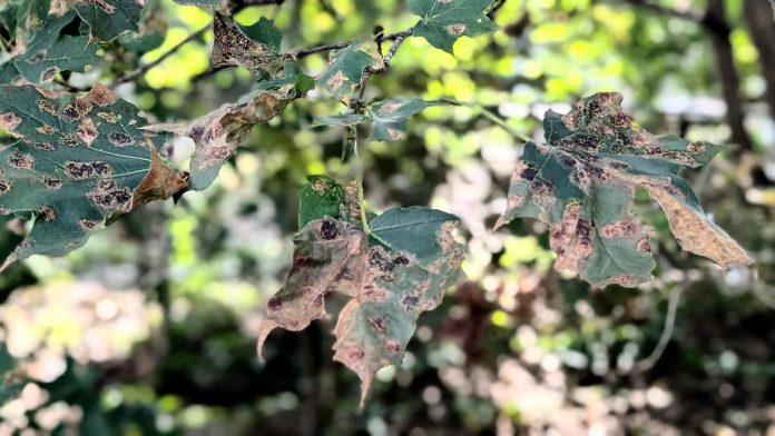 Leaves of a Norway maple infected with Rhytisma acerinum, one of three related fungus species that cause tar spot disease. While the disease is unsightly, it is cosmetic and does not usually affect the long-term health of a tree. (Photo: Bruce Head / kawarthaNOW)