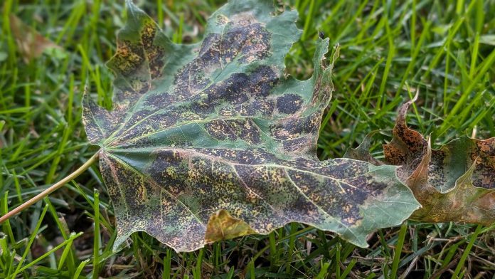 A Norway maple leaf infected with Rhytisma acerinum, one of three related fungus species that cause tar spot disease. To help prevent the spread of the fungus in the spring, rake and bag the diseased leaves for disposal instead of composting or mulching them. (Photo: Bruce Head / kawarthaNOW)