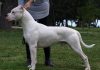 The Dogo Argentino is a large and muscular dog breed developed in Argentina during the 1920s for hunting big game. Although the dogs are affectionate and loyal to their human family, poorly socialized and trained dogs can be aggressive with other people and dogs. (Photo via Pixabay)